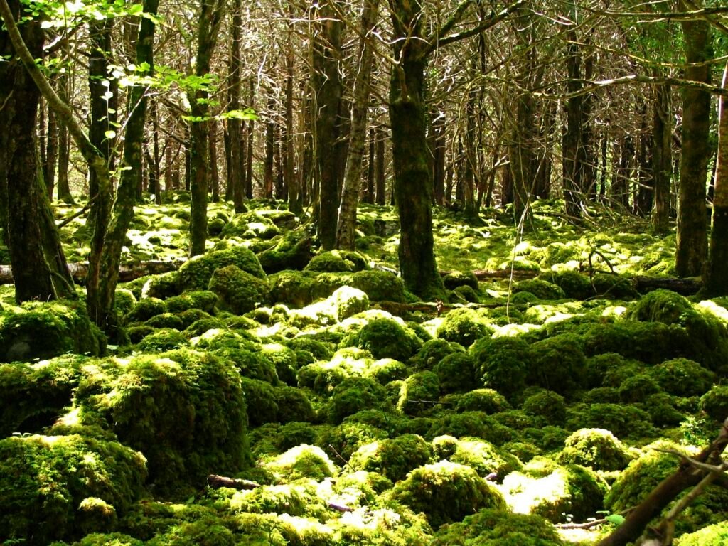 Protección del medio ambiente Archives Muévete por la Paz